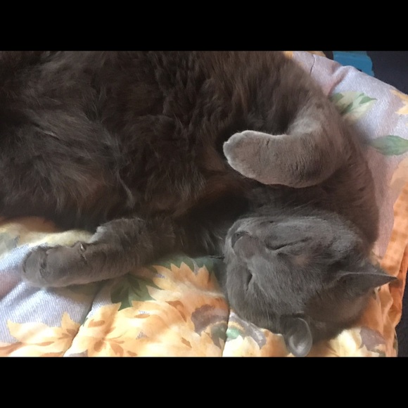 Jasper - Picture 2 of 3